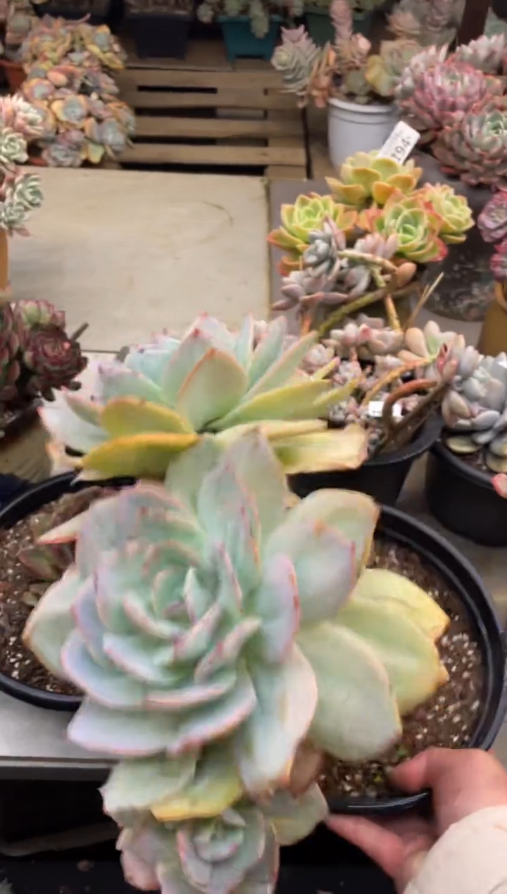 【闪购商品】196白凤