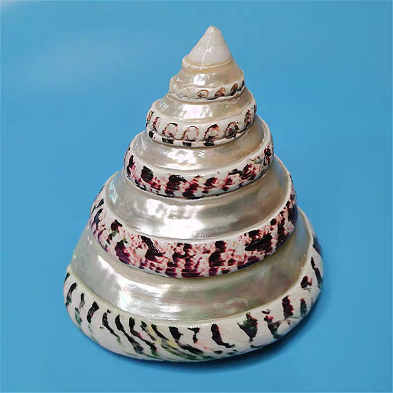 马蹄钟螺10厘米左右天然贝壳海螺轨道切割工艺贝收藏摆件鱼缸造景