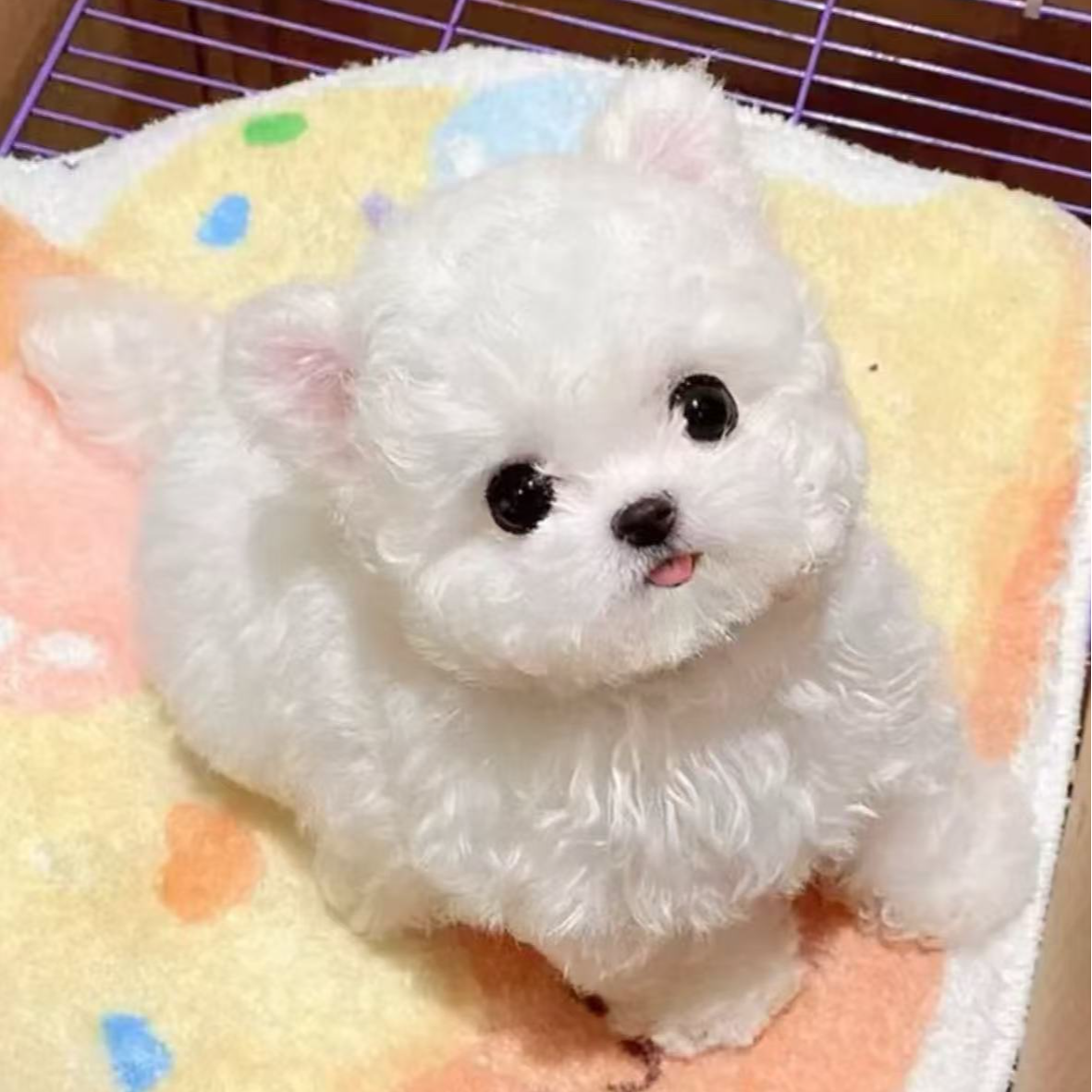 （小翠萌宠）比熊小狗链接