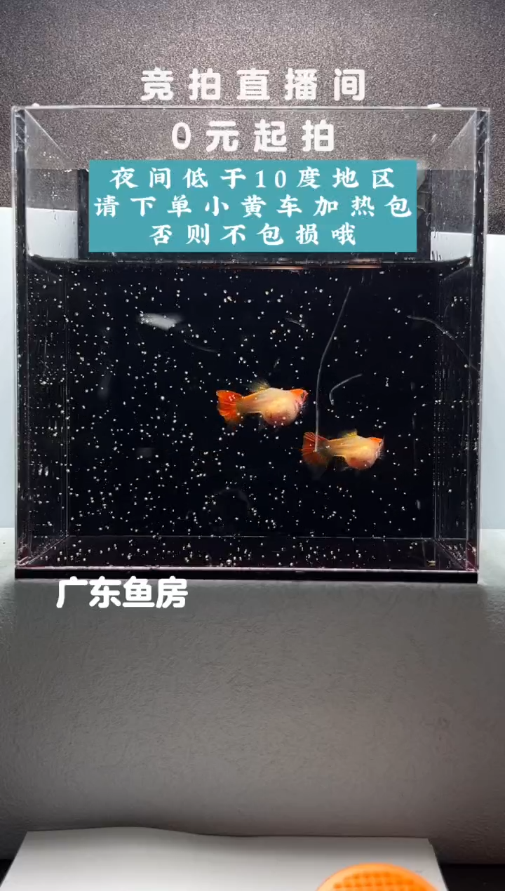 孔雀鱼红头玻璃猫两只带胎母鱼编号94