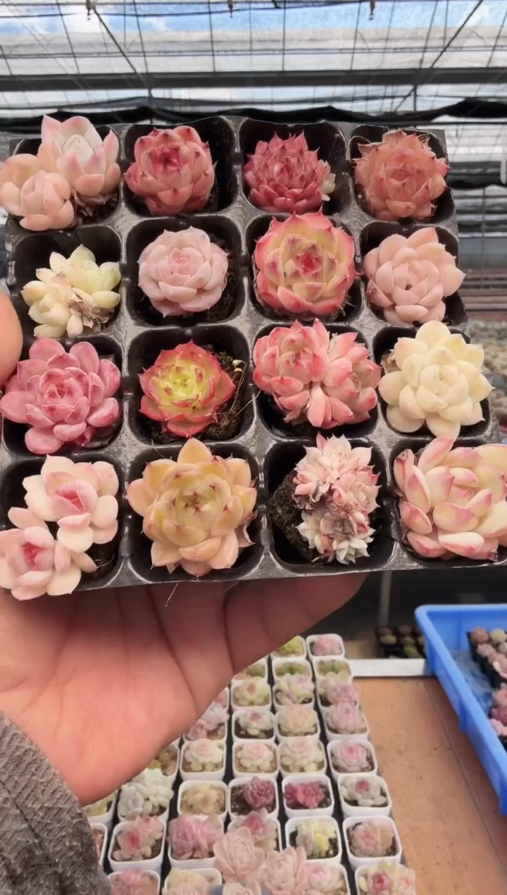 东云多肉园新款-222