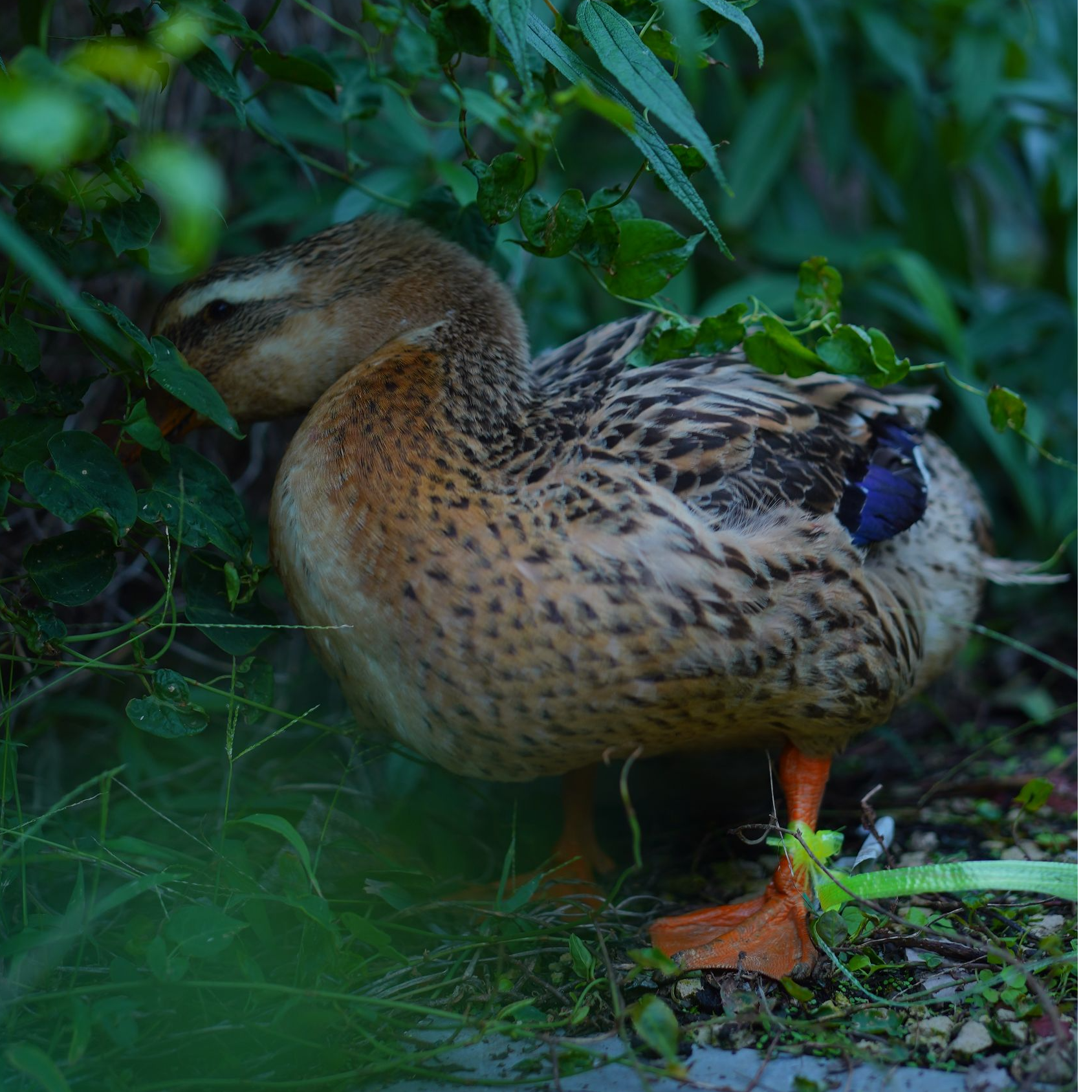 农村纯粮散养水鸭直播间竞价改价链接