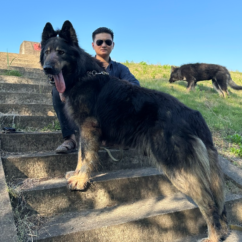 『虎狼教父』中国特种狼犬幼犬