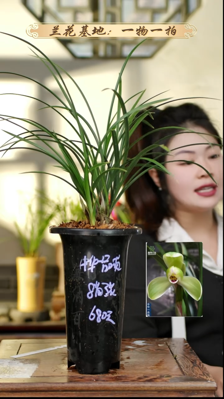 完全开放中华一品梅8苗3花苞