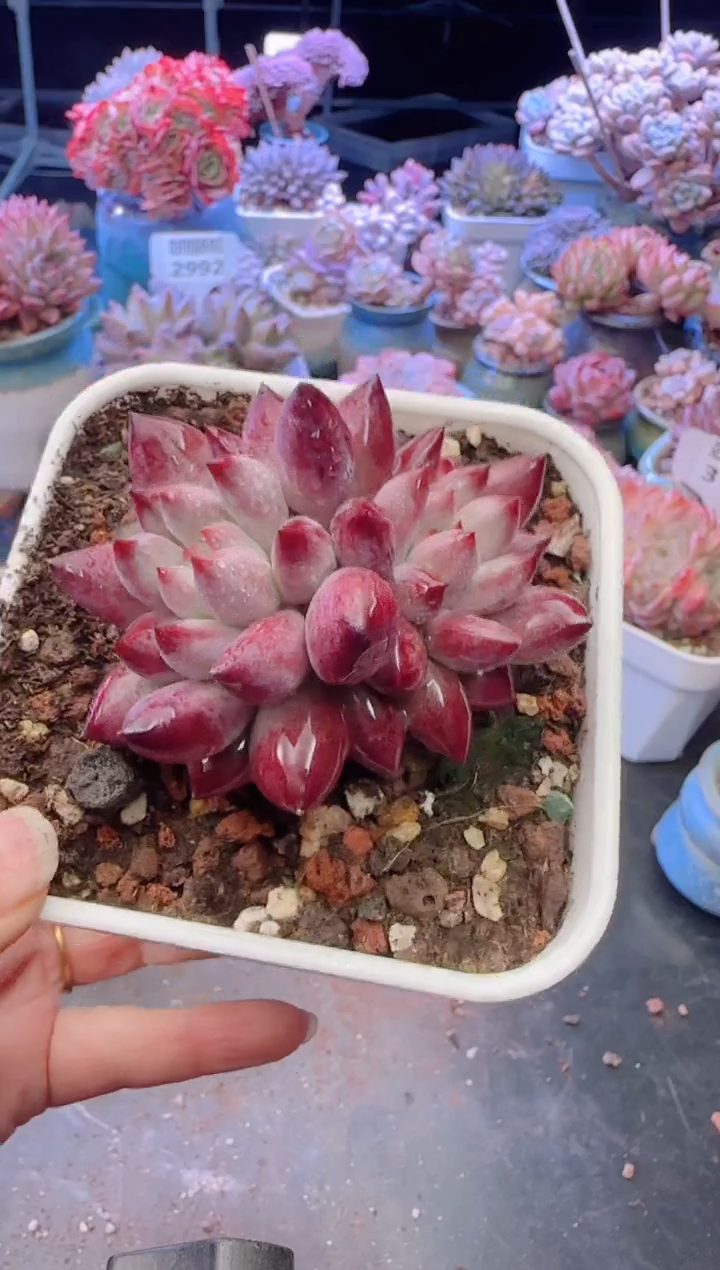 【闪购商品】3140.