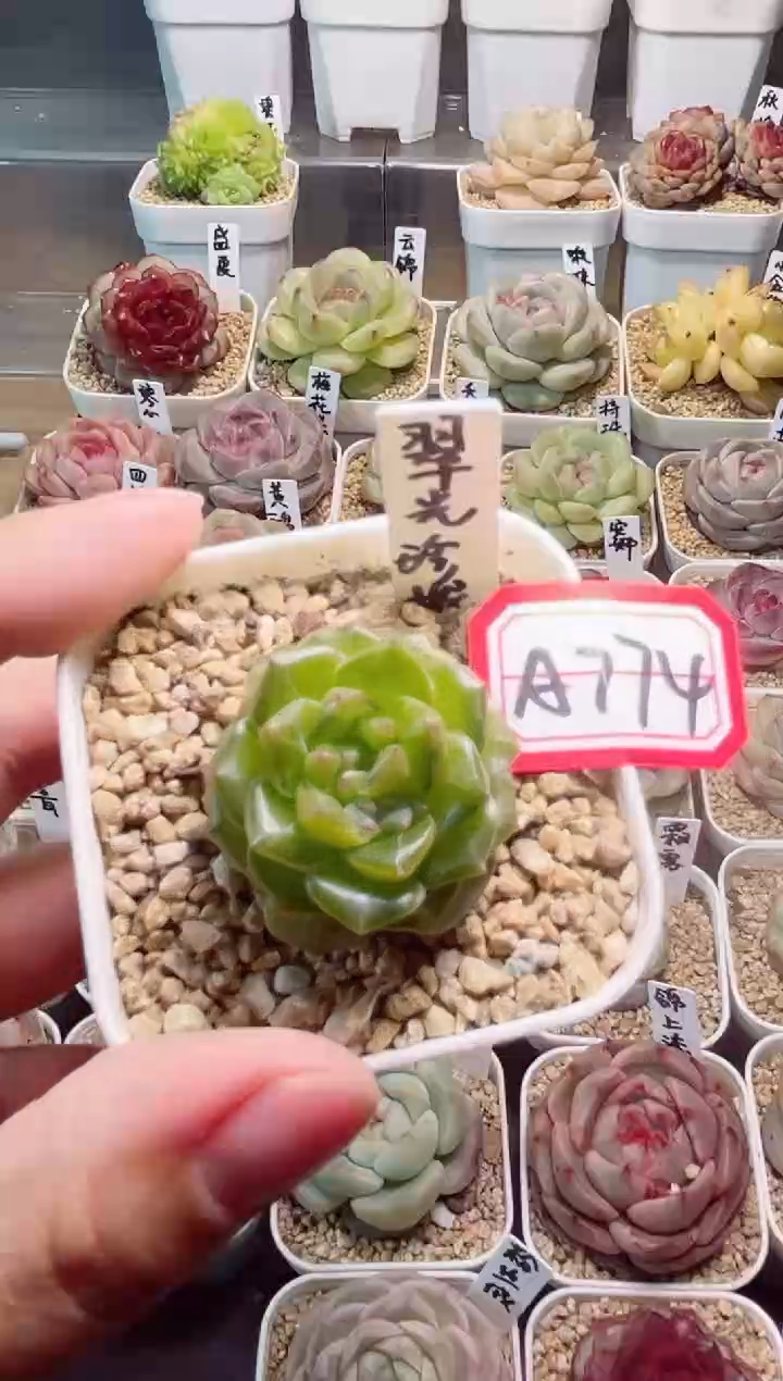 A774翠光一物一拍