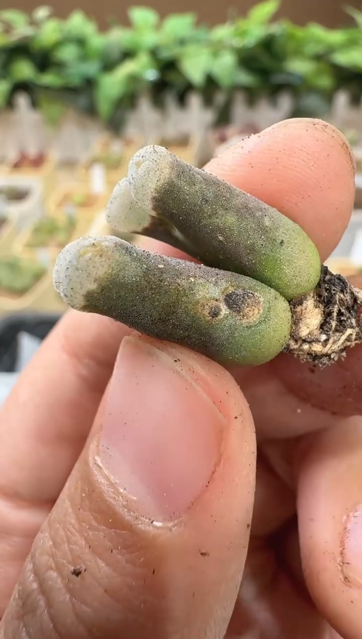 28-195多肉植物肉锥干伤福利