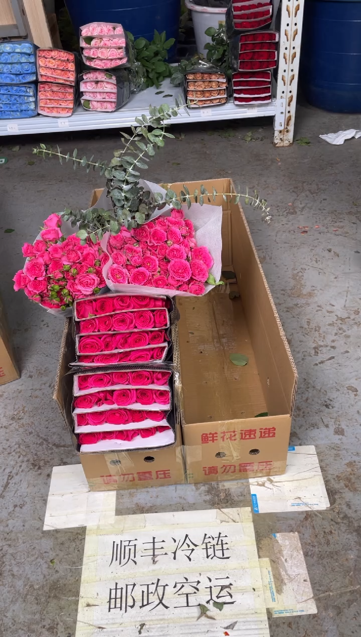佛洛依德2扎+苏菲2扎+尤加利