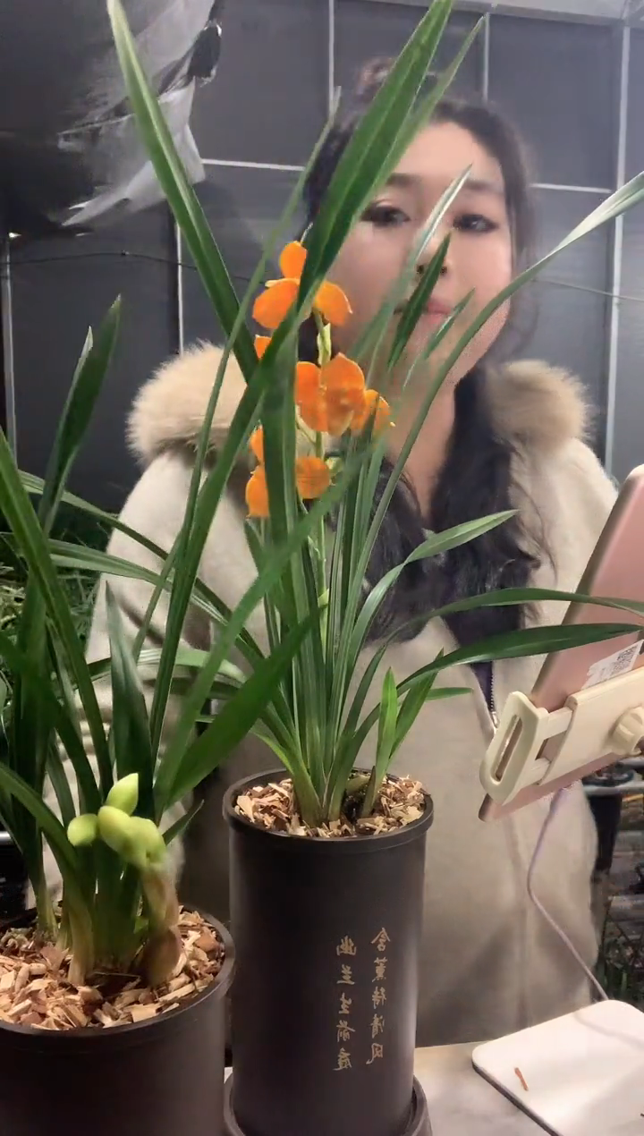 大部分开放少量花苞金凤凰3苗带花种好发货