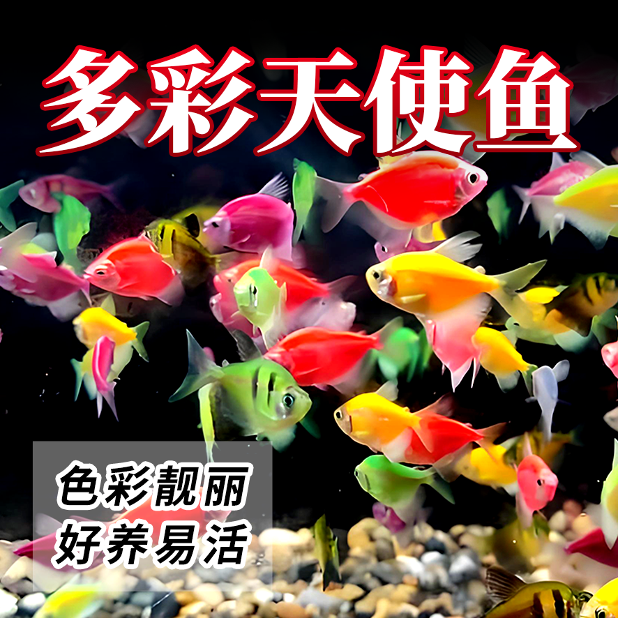 热带鱼活鱼糖果色天使鱼天使拉拉鱼七彩鱼群游鱼活体小型观赏鱼