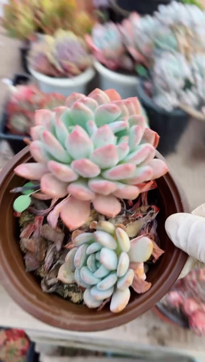 【闪购商品】07128