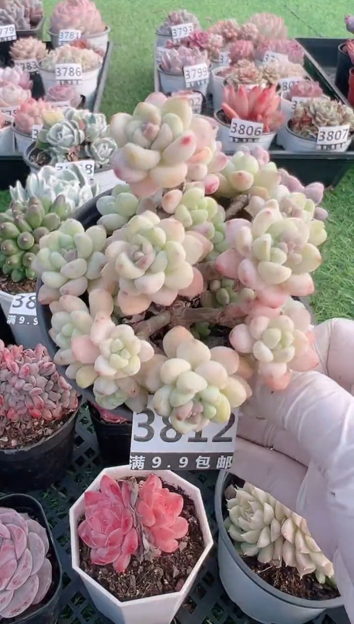 【闪购商品】信福多肉一物一拍