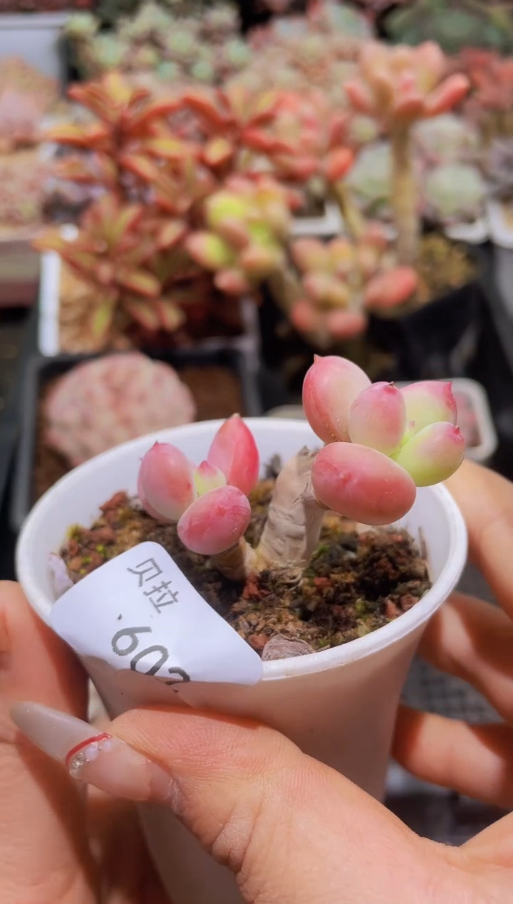 【闪购商品】602金蝉