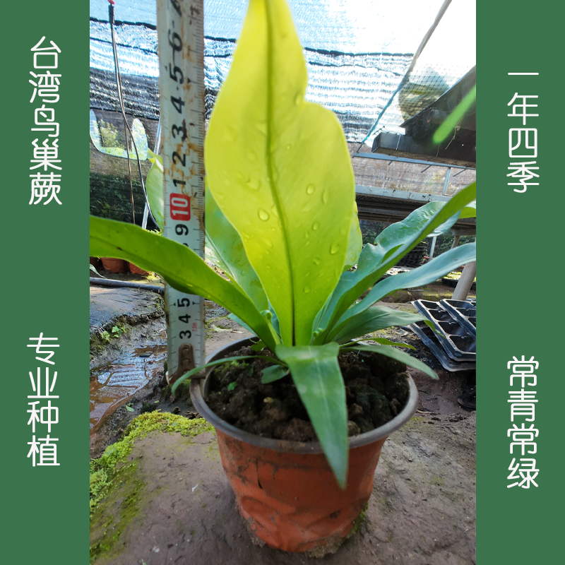 可食用鸟巢厥盆栽花苗室内室外观叶四季观赏山苏花卉植物绿植小苗