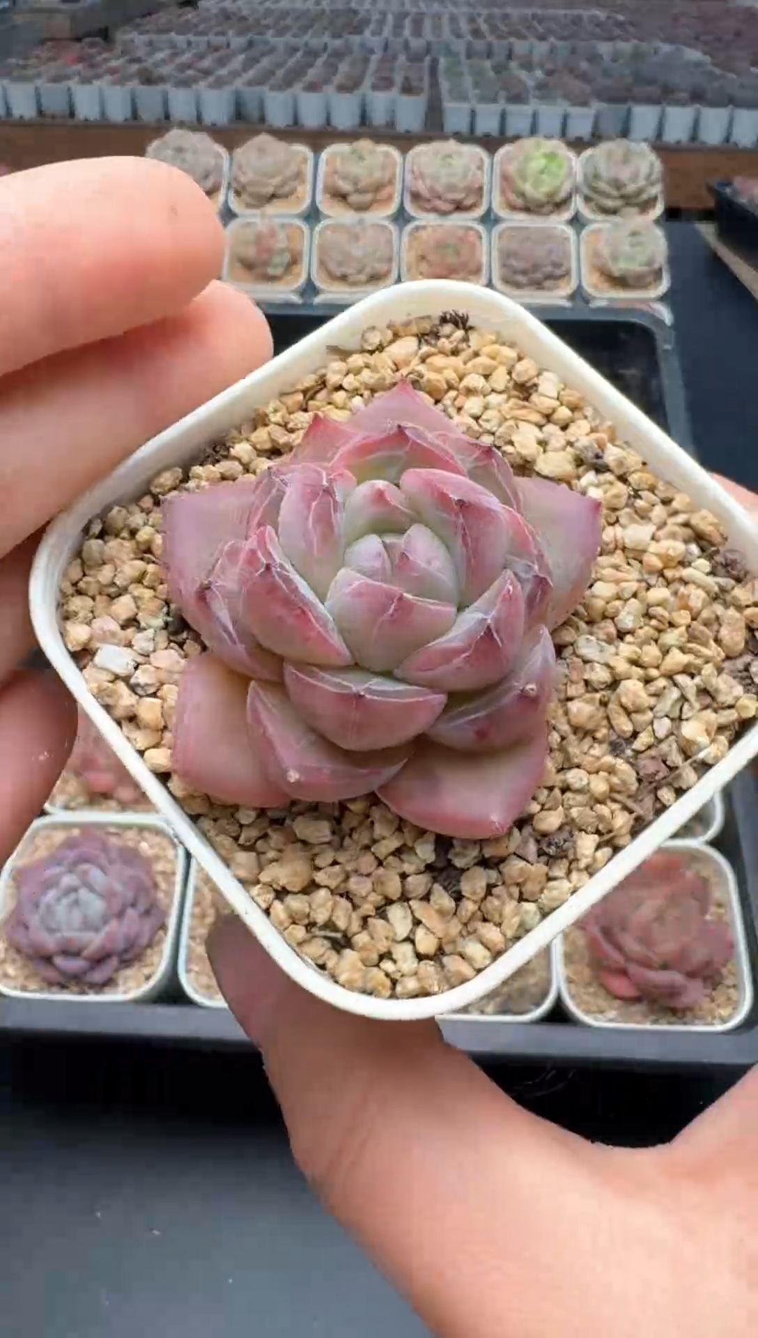 【闪购商品】077号一物一拍珍妮多肉花卉植物3颗起发