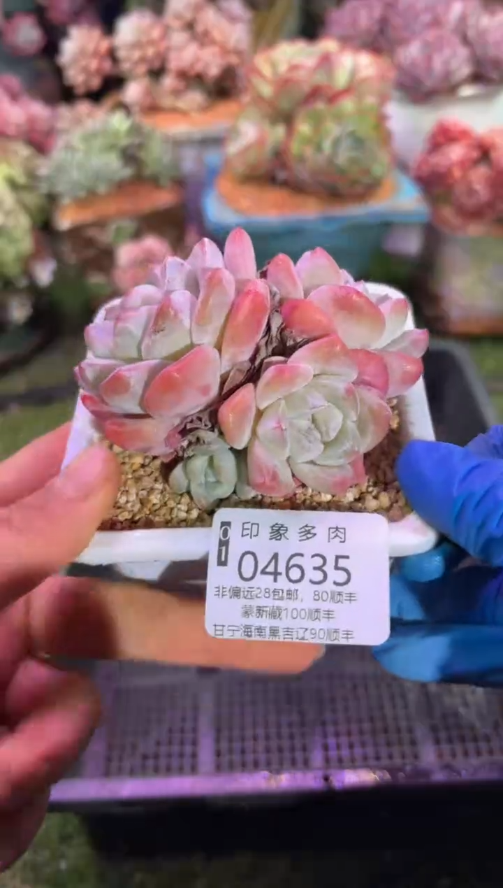 【闪购商品】04635