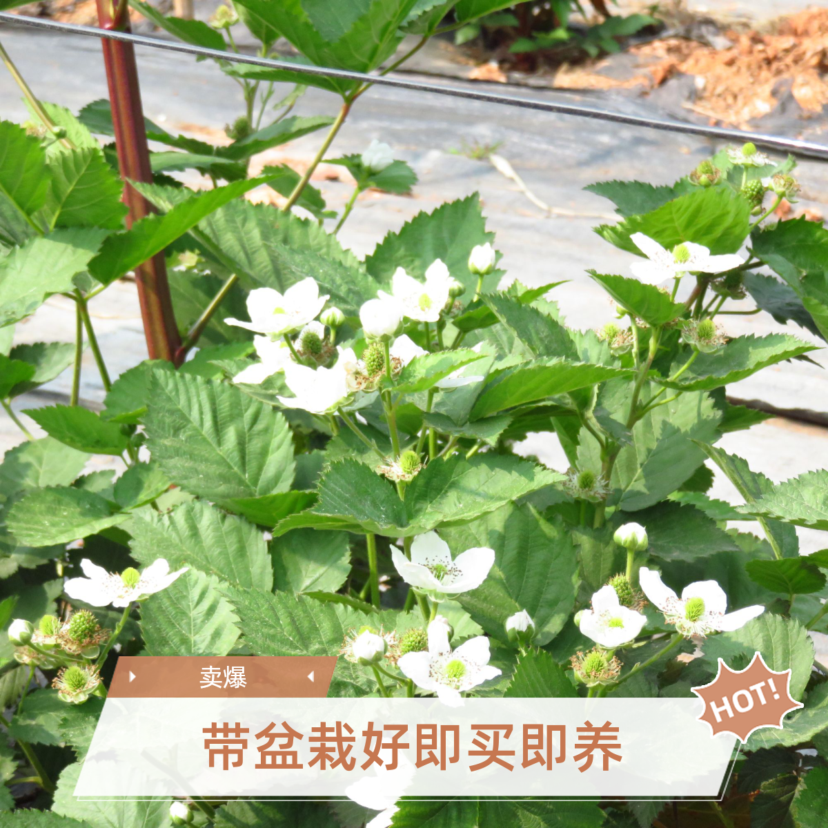 【死了包赔】室内阳台绿植可盆栽地栽好养活