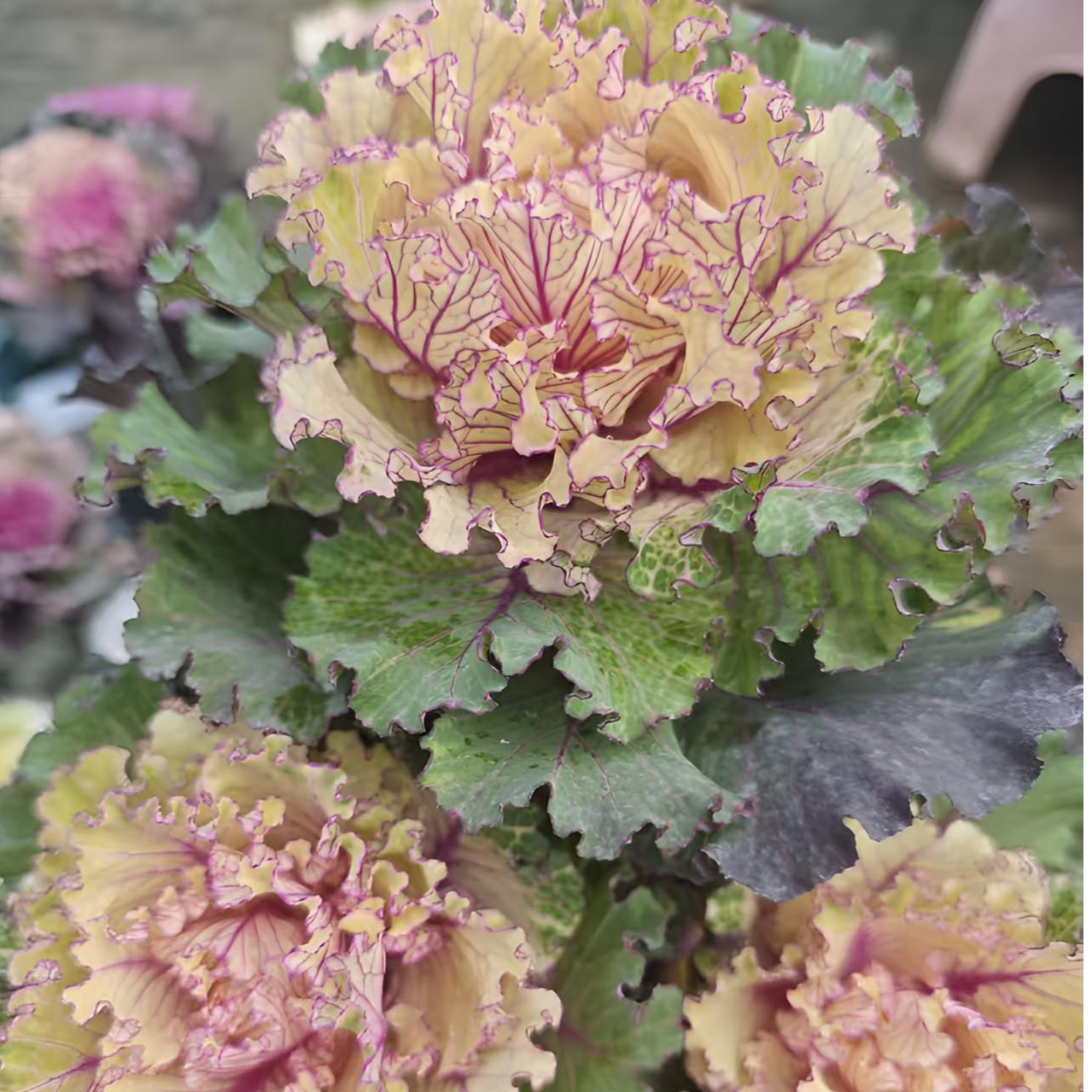 【一物一拍】羽衣甘蓝冬日玫瑰老桩专拍链接