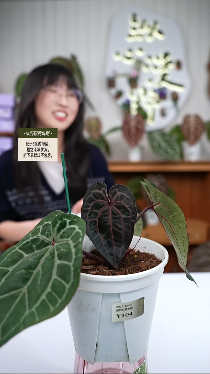 完全开放Y104玄紫