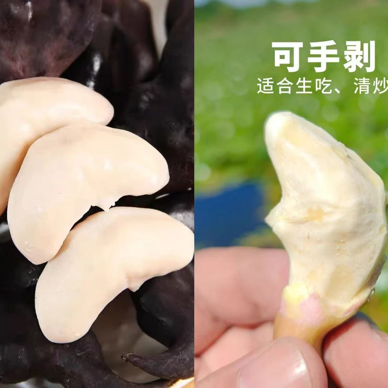 〈大龙站闻小康〉湖南常德新鲜生菱角