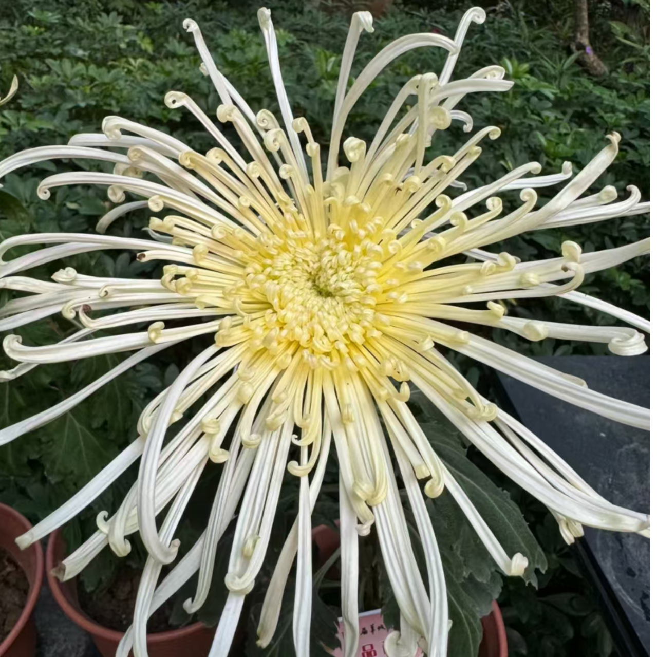 【花苞发货】[泉乡惠雨]九月菊花苗大型花好养护简单耐寒耐旱
