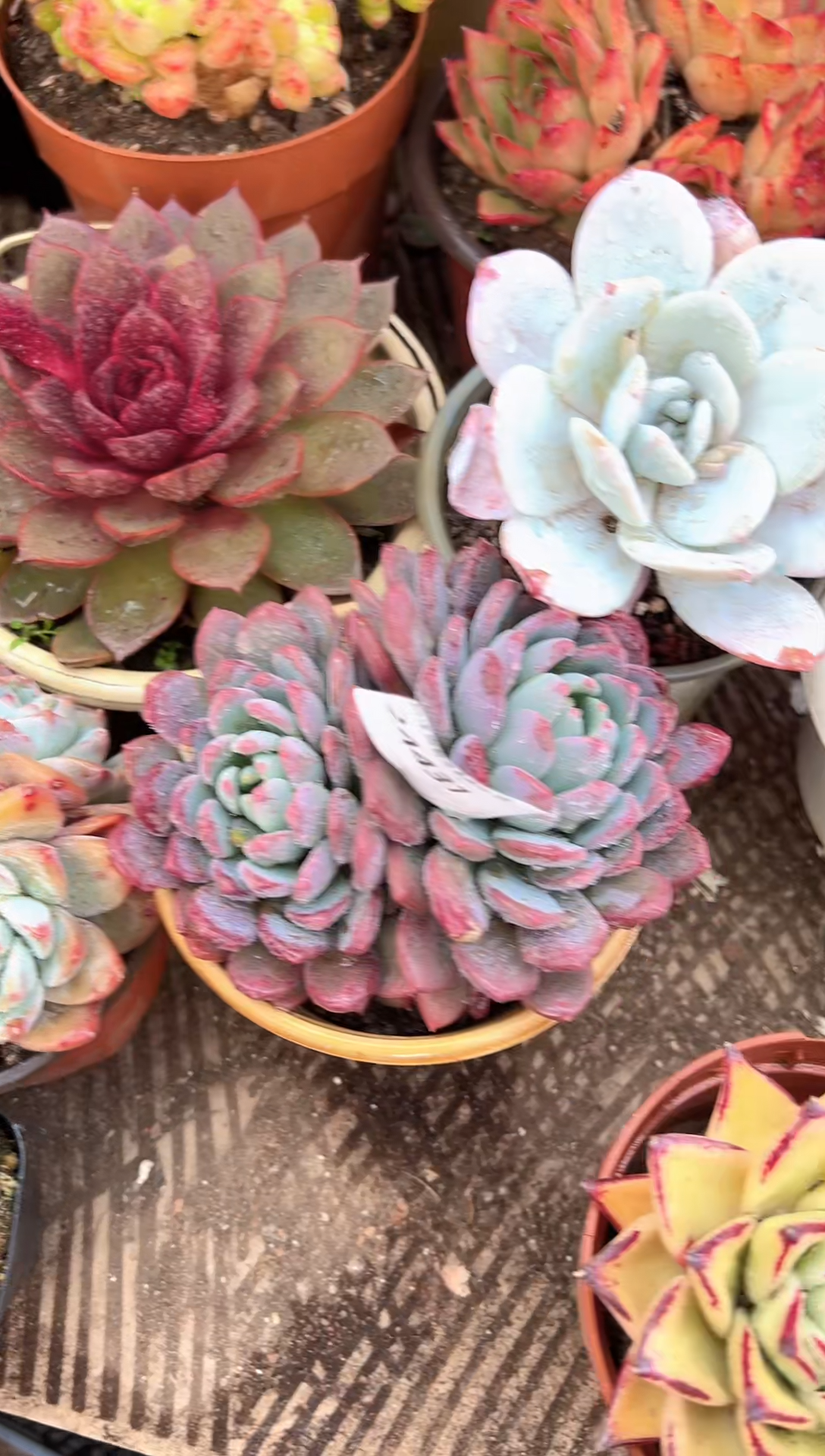 .***阳多肉植物一物一拍24431