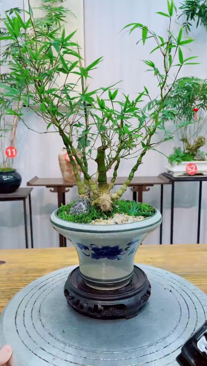 【闪购商品】竹子盆景竹子盆景