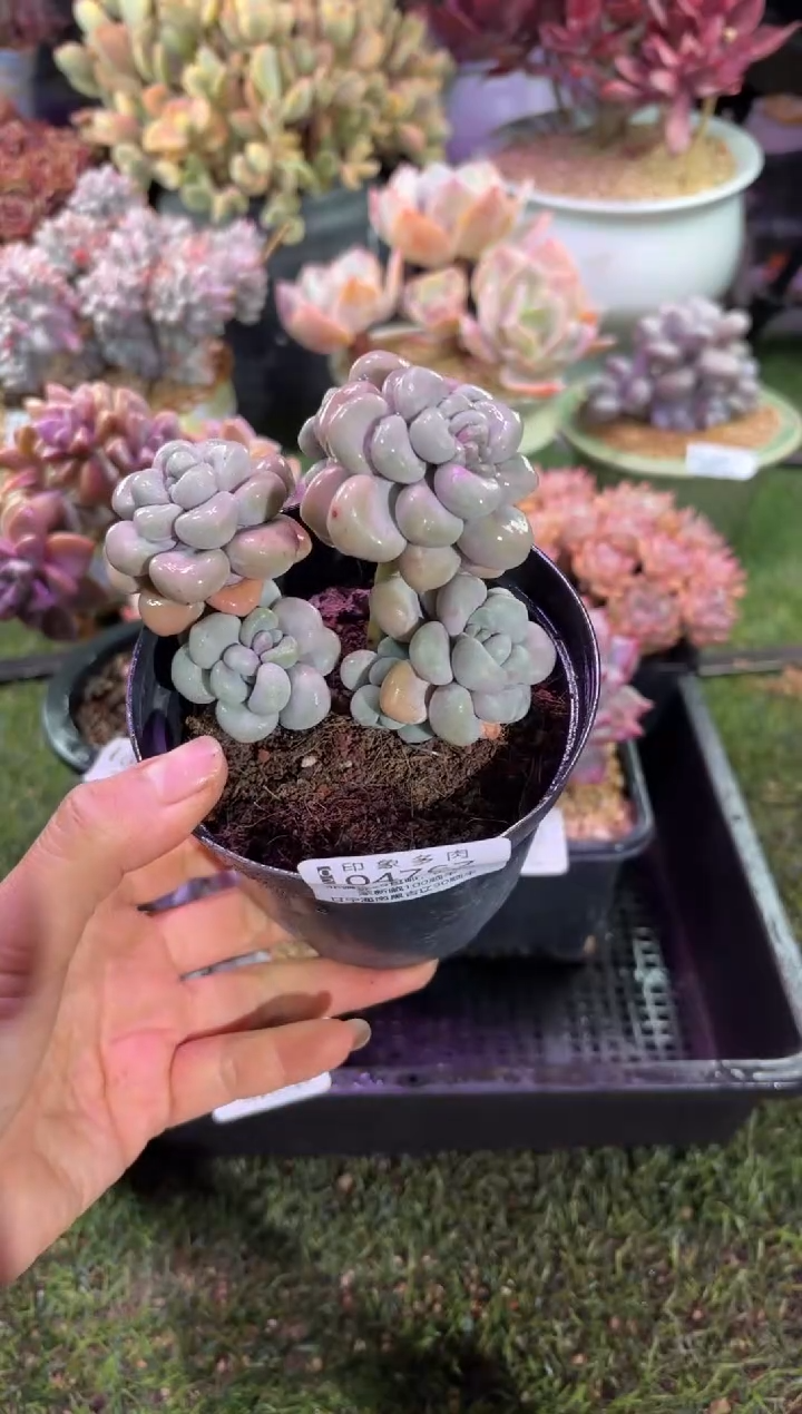 【闪购商品】04767