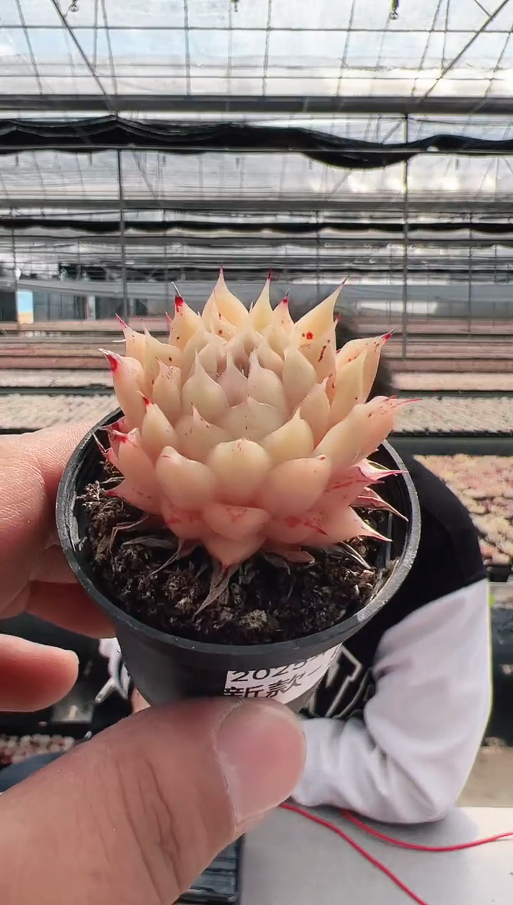 【闪购商品】新款多肉-52