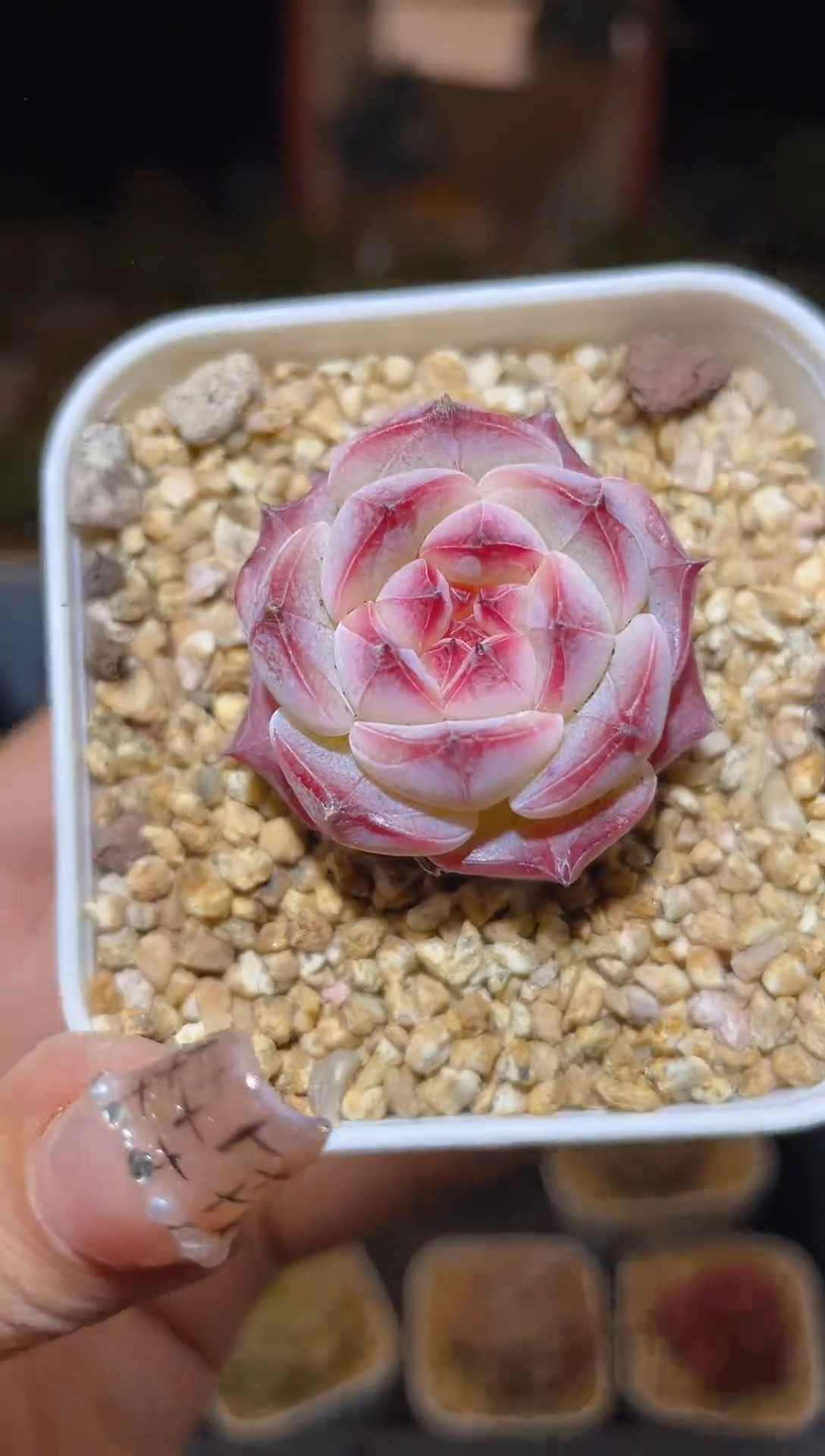 【闪购商品】157珍妮