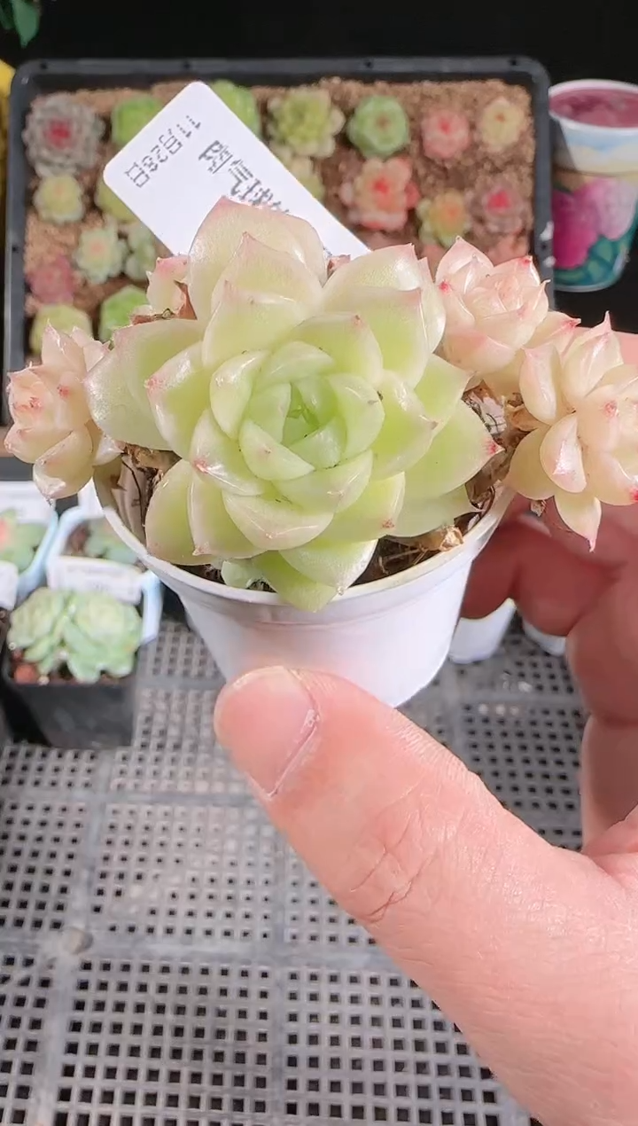 多肉1128-107群生不包整