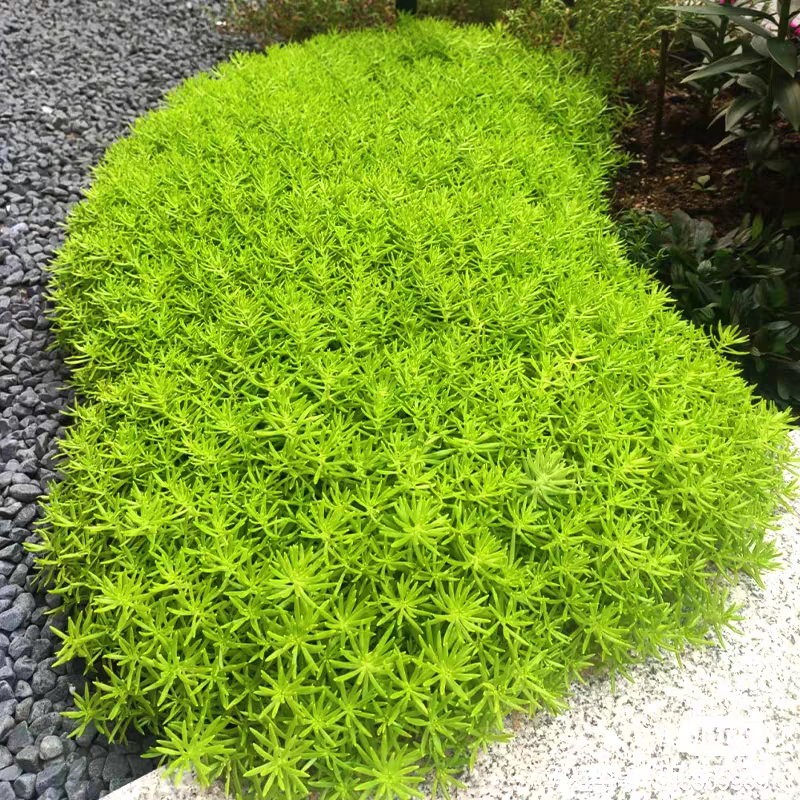 [金叶佛甲草] 11cm盆 多年生宿根四季常青黄金佛甲草庭院花园草坪