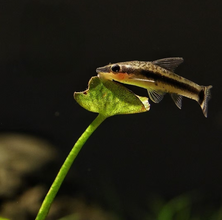 小型热带观赏鱼 清缸鱼 小精灵 好养易活
