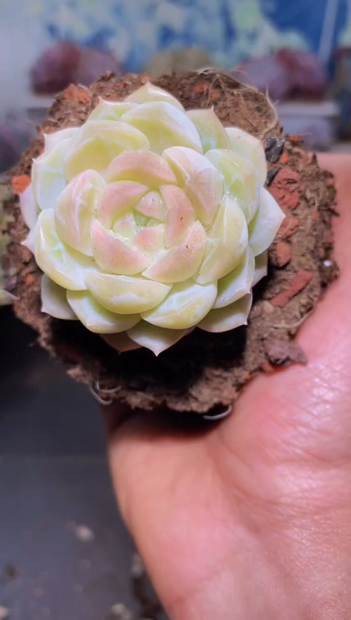 【闪购商品】421蜡像