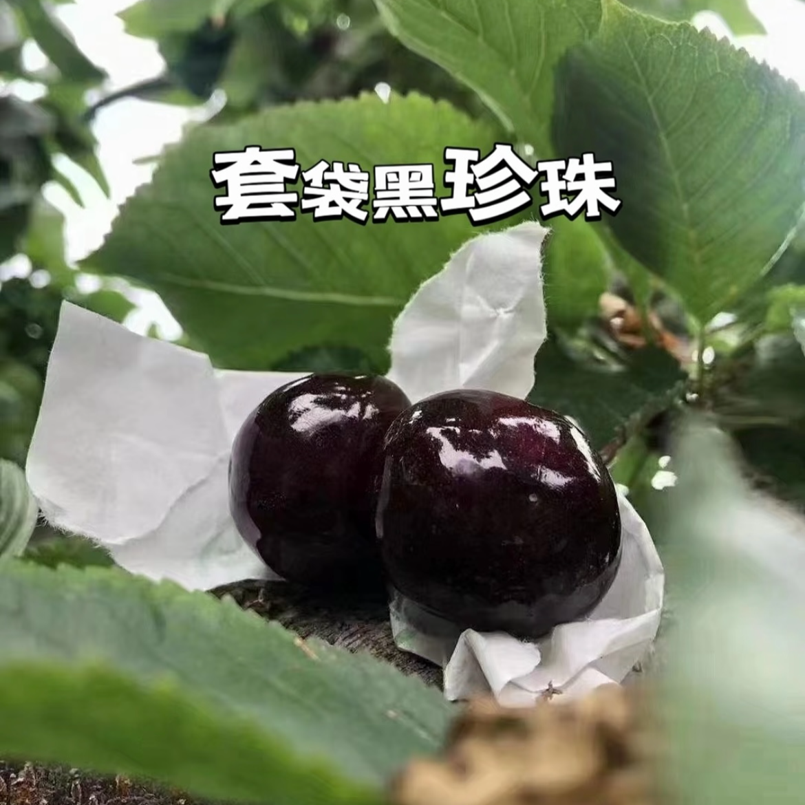 （顺丰冷链新鲜现摘）四川套袋黑珍珠车厘子新鲜现摘大樱桃当季孕妇果J2斤装4斤黑珍珠樱桃