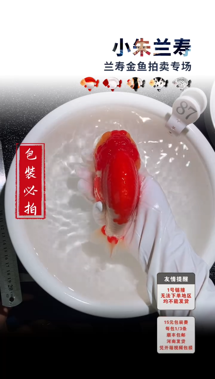 金鱼包装必拍未拍顺丰到付87号