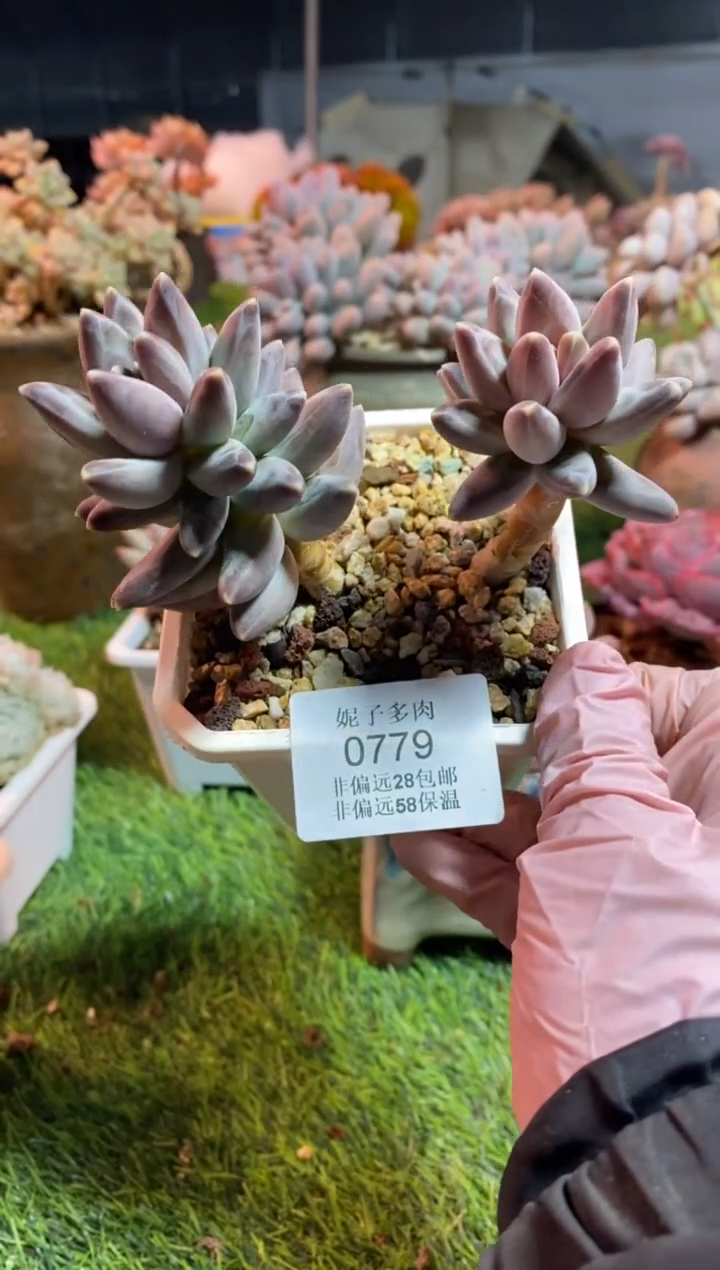 【闪购商品】0779a