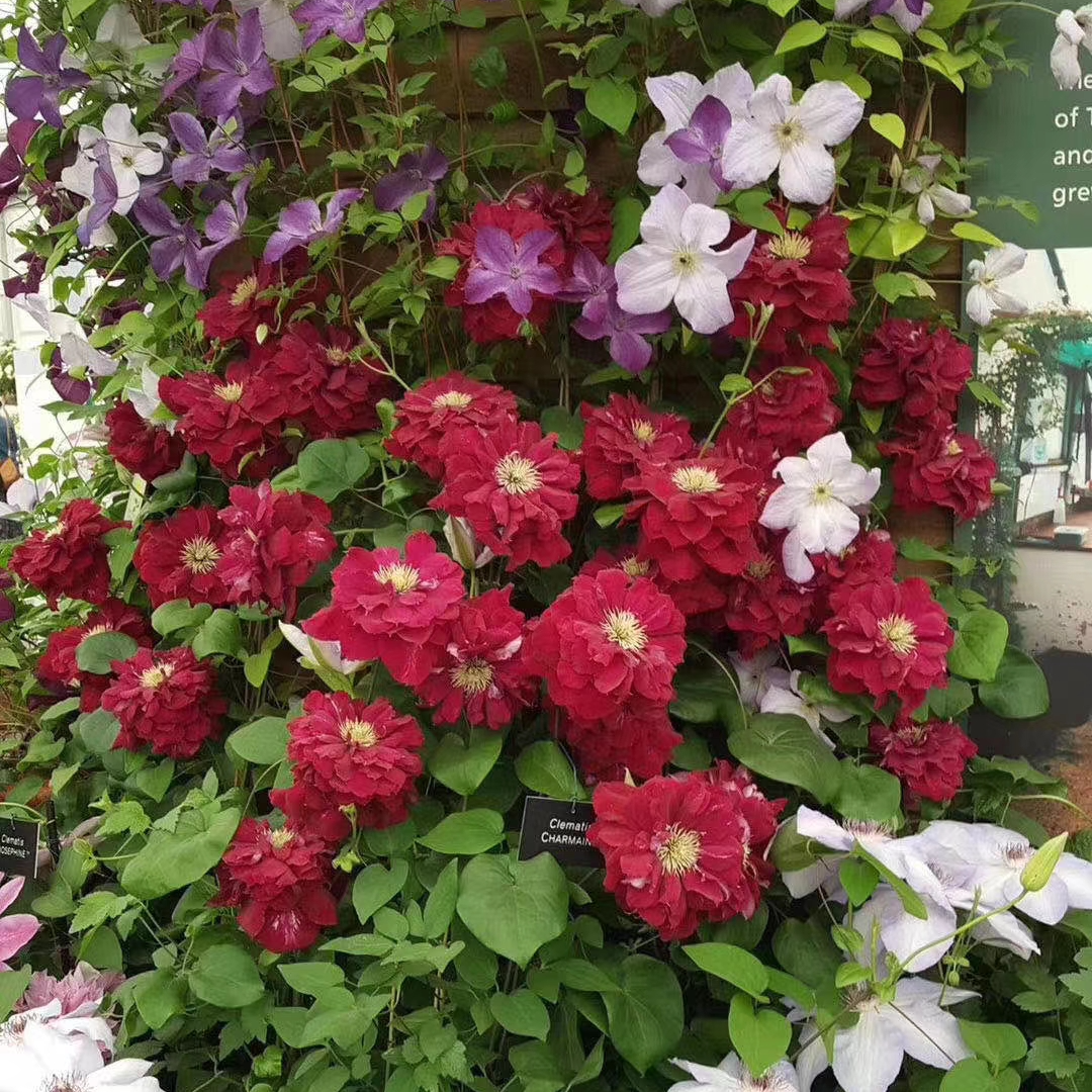 蓝坤园艺铁线莲（夏尔曼修剪发货）庭院阳台种植花卉藤本攀援植物