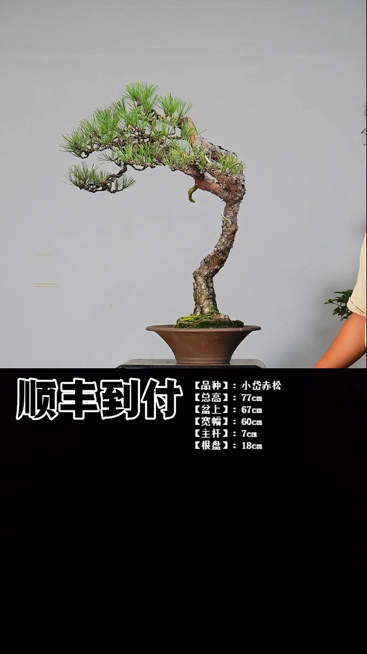 无花朵奥****兽小岱赤松