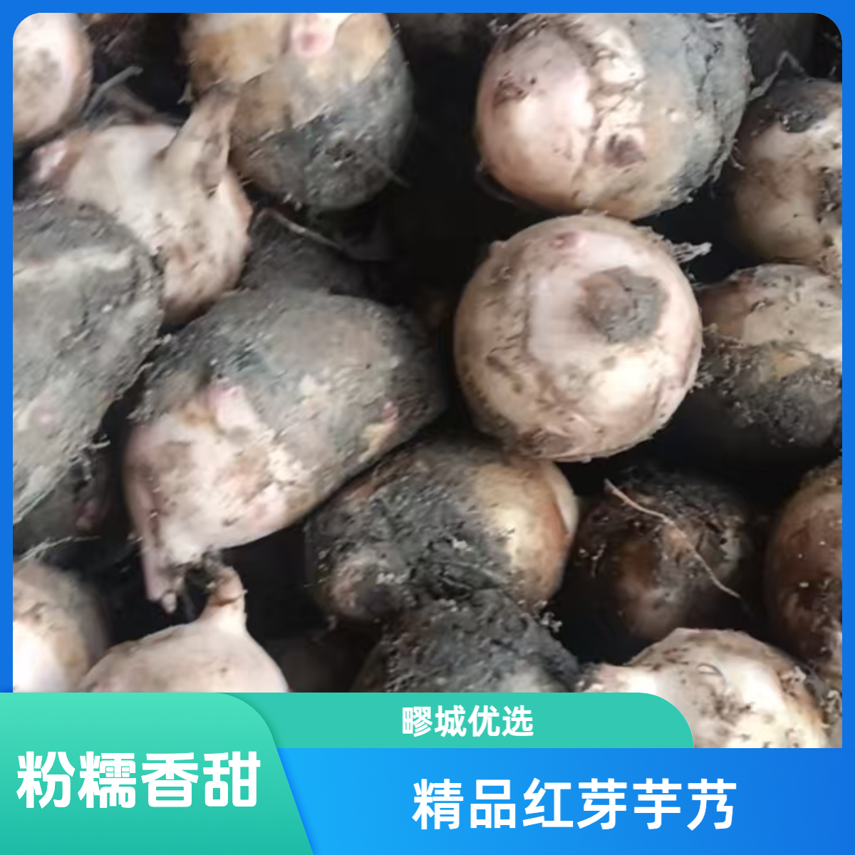 【疁城优选】精选精品红芽芋艿