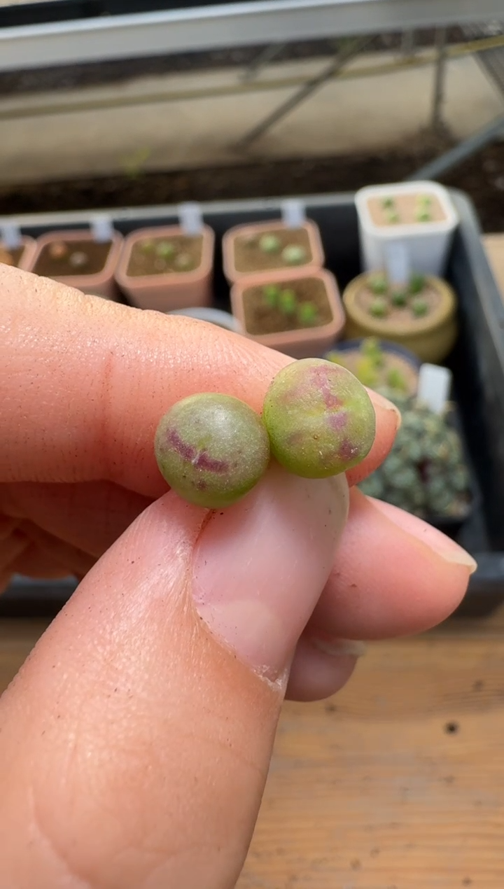 【闪购商品】2/4-318