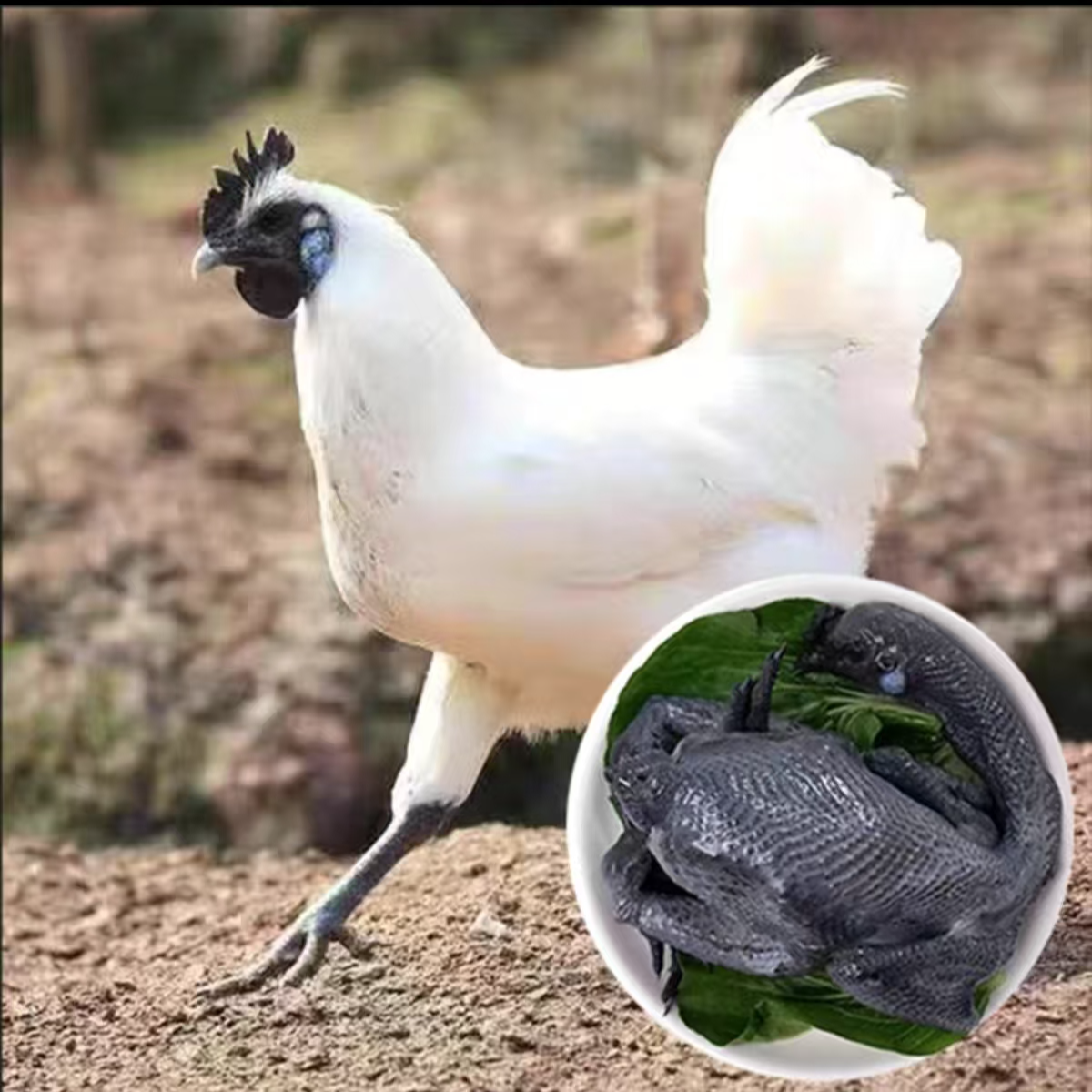 单只2斤正宗散养江山白 瓦灰 整鸡肉质鲜美  顺丰发货