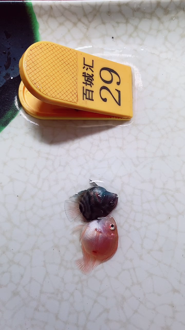 鹦鹉鱼9999899999999999999999