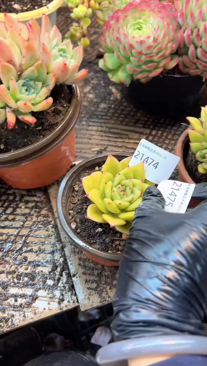 鳳多肉植物一物一拍21475