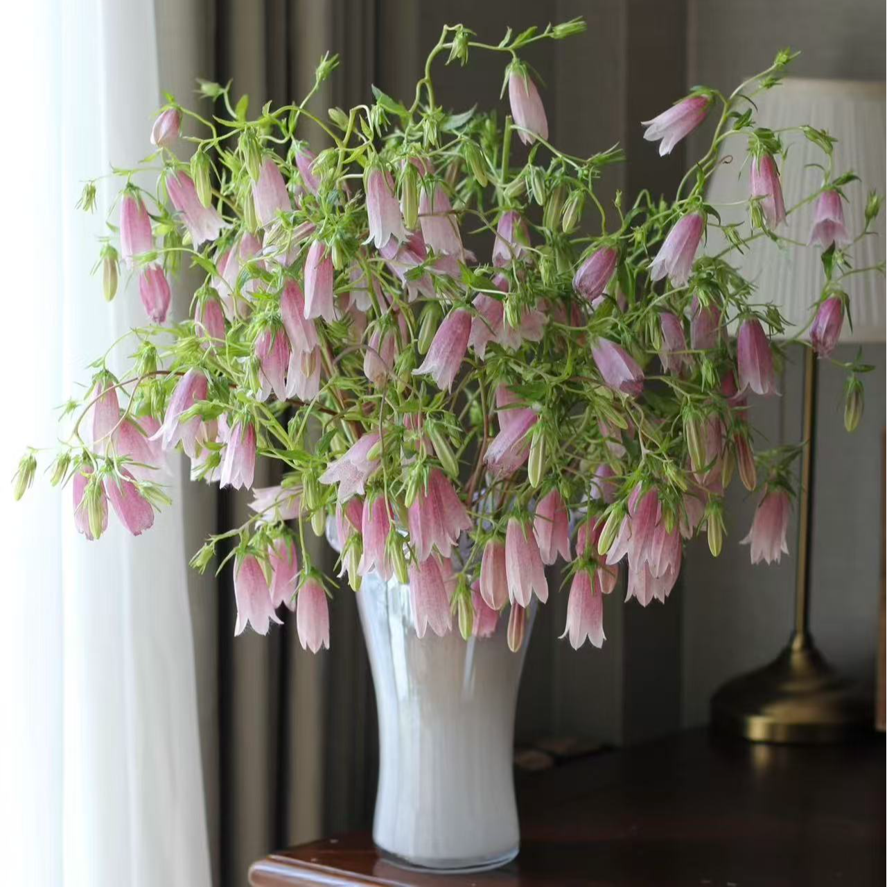  【 紫斑风铃】任意两单及两单以上鲜花顺丰包邮发货