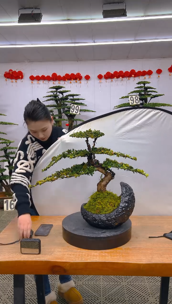 【闪购商品】盆景1