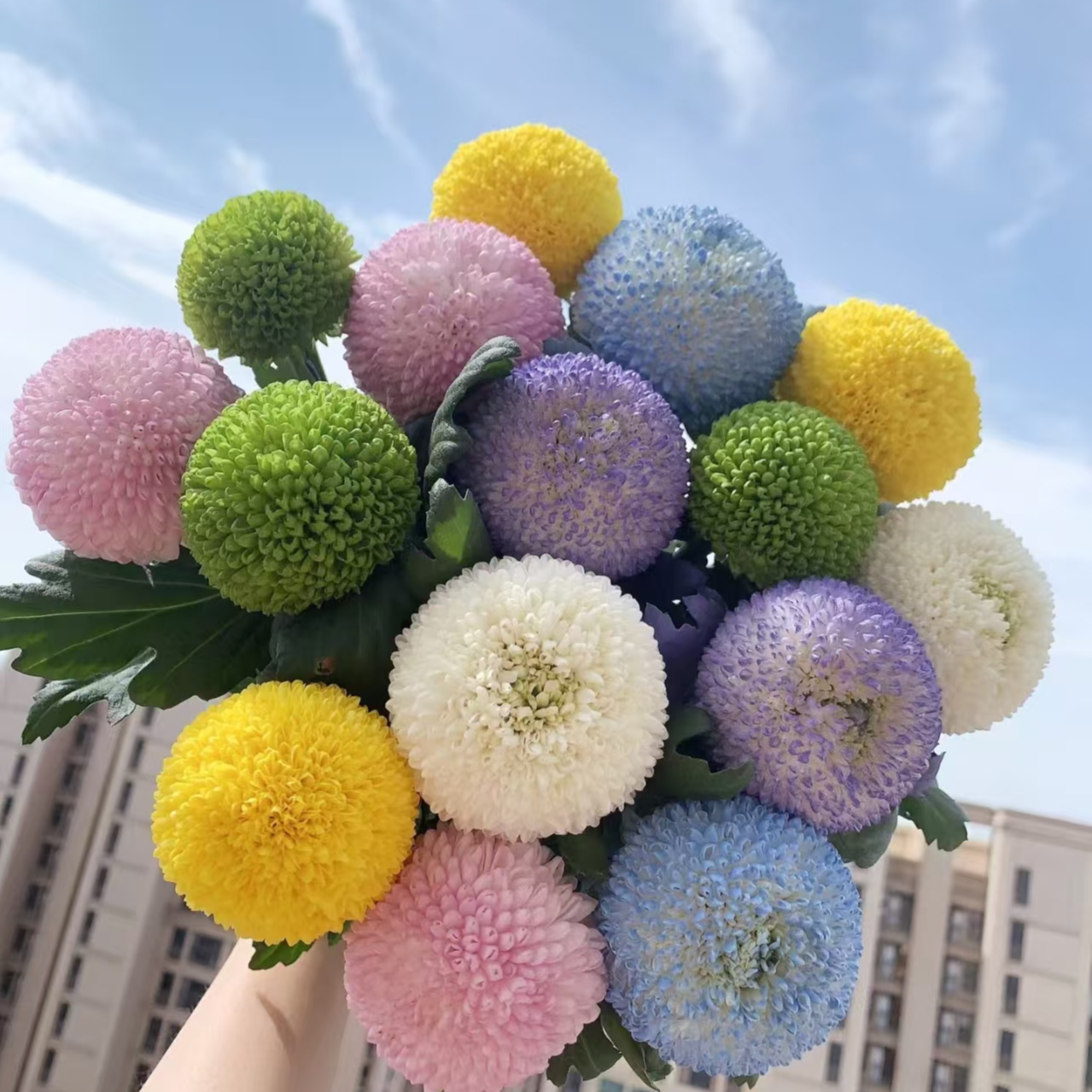 【AAA级】【花期30天】乒乓菊10支一把四季开花爆盆易活室内花卉鲜花基地直发