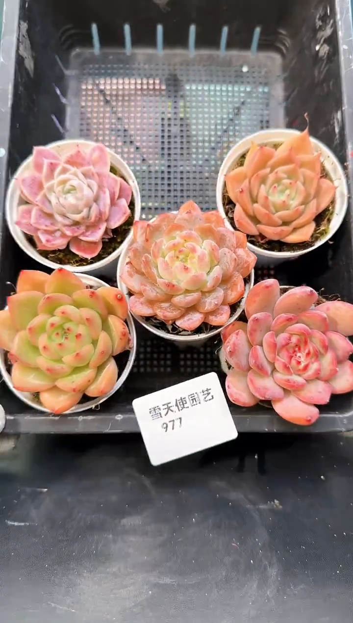 9 77    多肉5 颗 