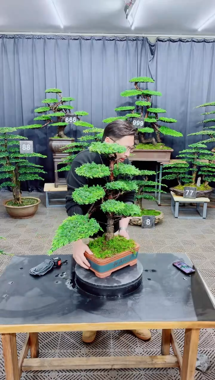 无花朵迎客松111