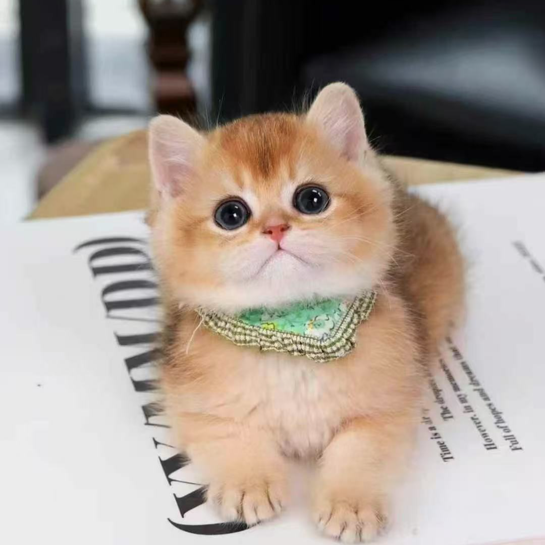 猫耳机宠物猫猫活体 可爱乖巧